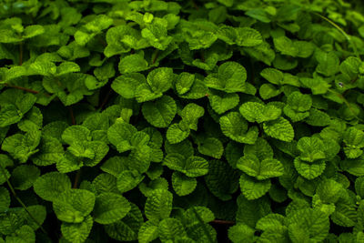 Full frame shot of leaves