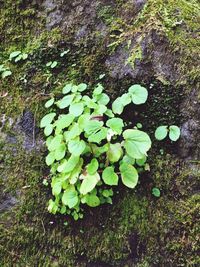 Close-up high angle view of plant