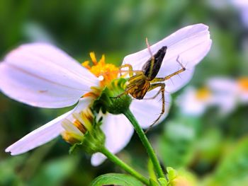 Close-up of butterfly pollinating on flower