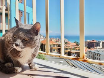 Close-up of cat by city against sky