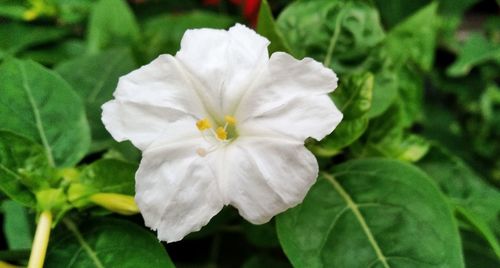 Close-up of white flowering plant