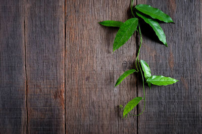 Directly above shot of leaves on table
