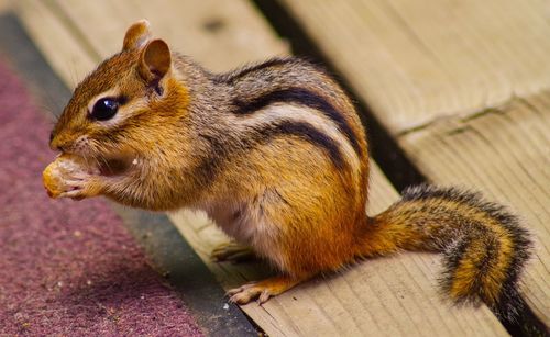 Close-up of squirrel