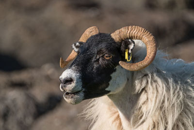 Close-up of sheep