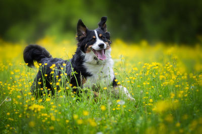 Dog sticking out tongue while sitting on grassy field