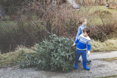 Siblings holding christmas tree while walking on road