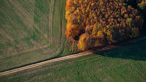 Road amidst field