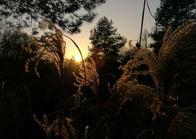 Close-up of silhouette plants against sky during sunset