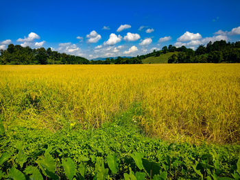 Scenic view of agricultural field against sky