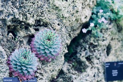 High angle view of succulent plant on rock