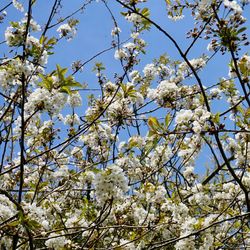 Low angle view of apple blossoms in spring