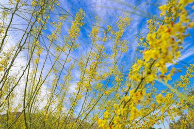 Low angle view of trees against blue sky