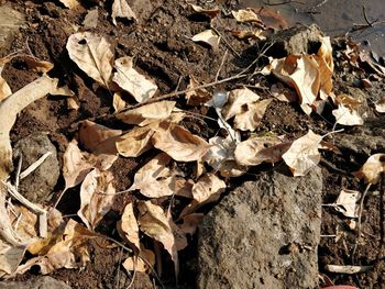 Close-up of dry leaves on field