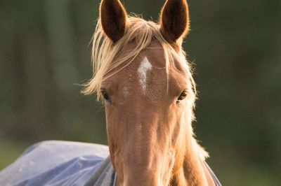 Portrait of horse in ranch