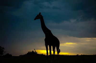 Giraffe in the wild, east africa