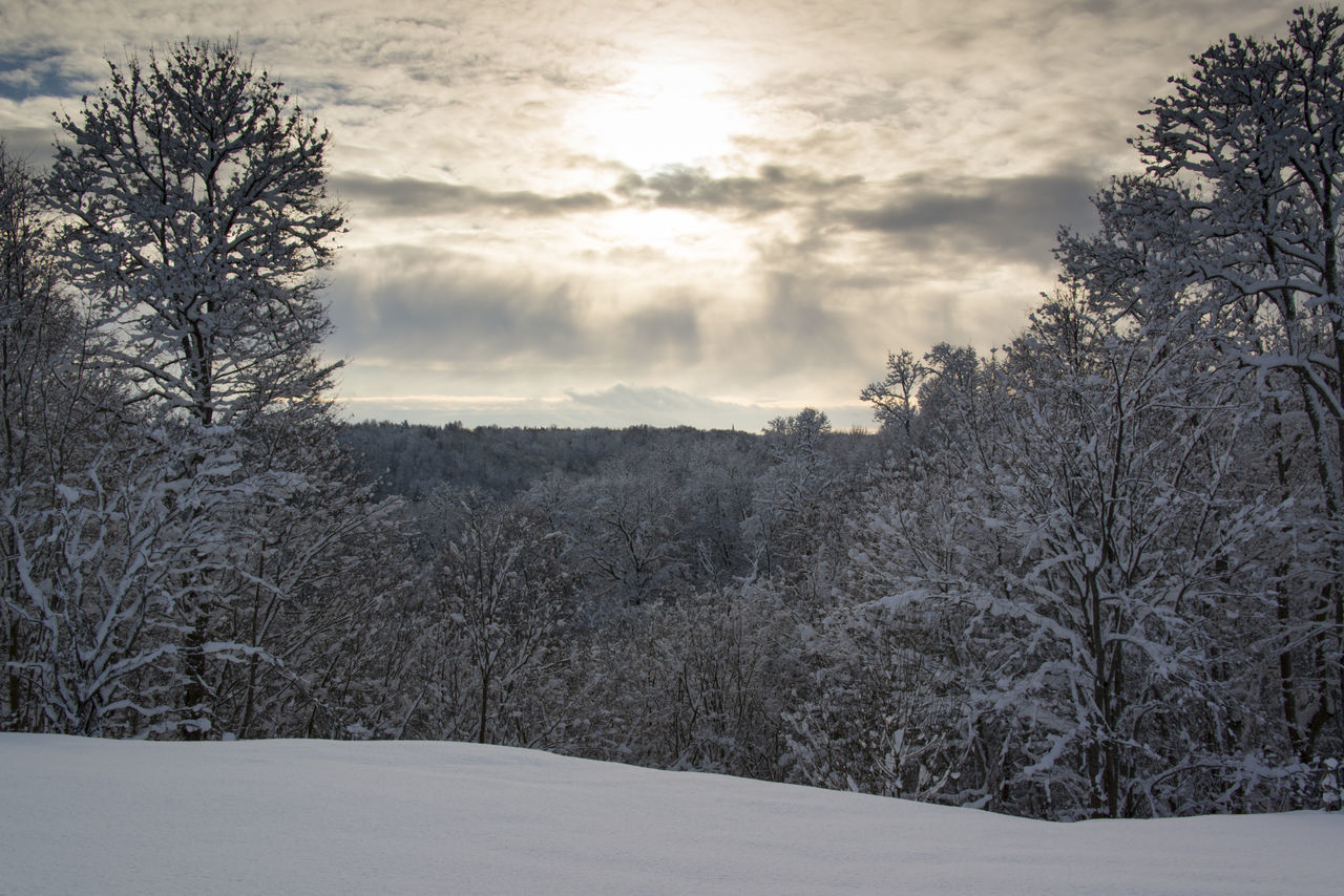 Clouds, forest, snow, sun shine, sunrise, tree, trees, valley, white, winter, wood