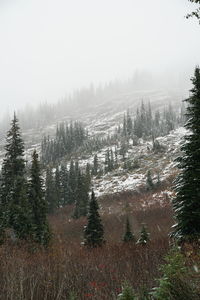 Pine trees on snow covered land against sky