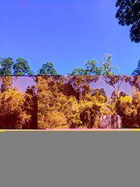 Trees against clear blue sky