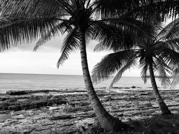 Palm trees on beach against sky