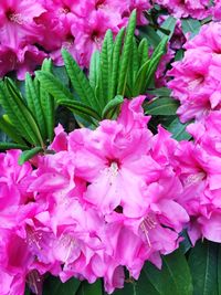 Close-up of pink flowers