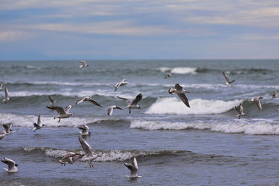 Birds flying over sea against sky