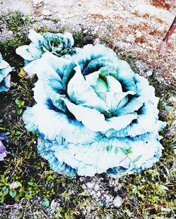 High angle view of white flowering plant on field