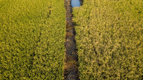 Scenic view of agricultural field