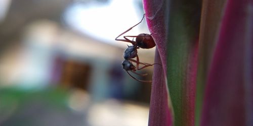 Close-up of ant on plant