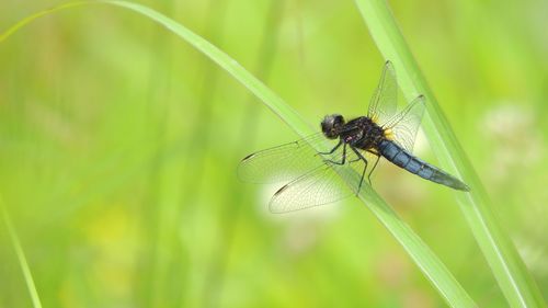 Close-up of dragonfly on grass