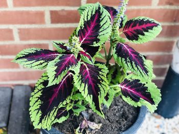 Close-up of potted plant against wall