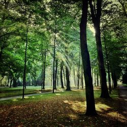 Trees growing on landscape