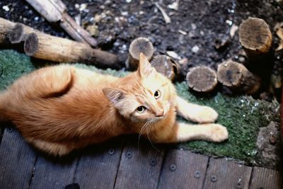 High angle portrait of cat on wood