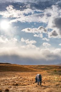 Horses grazing on field against sky