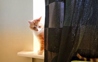 Close-up portrait of cat in curtain