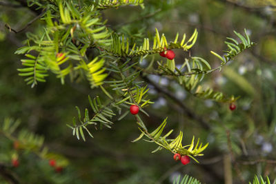 Close-up of berries growing on tree