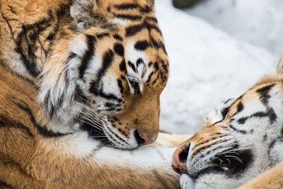 Tiger lying down clean own paw next to sibling