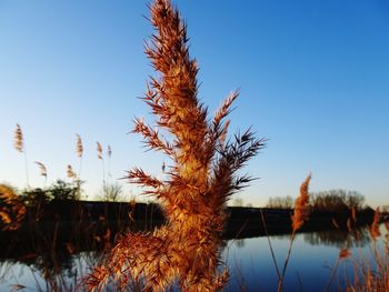 Close-up of plants growing on field against clear blue sky