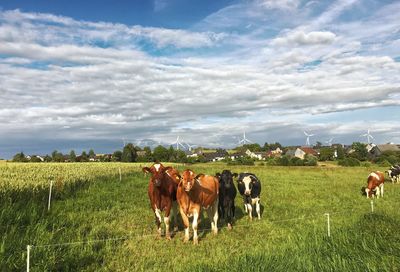 Cows grazing on field against sky