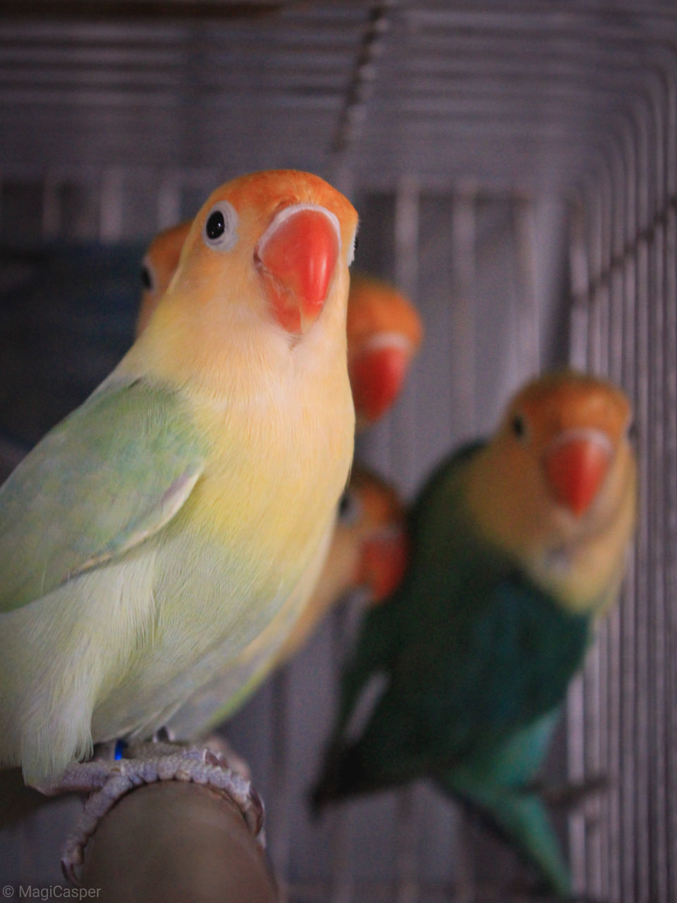 bird, animal themes, vertebrate, animal, group of animals, two animals, parrot, animal wildlife, parakeet, perching, close-up, domestic, animals in the wild, pets, no people, indoors, budgerigar, focus on foreground, cage, yellow, beak