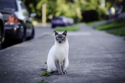 Portrait of cat sitting on street