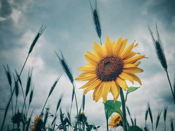 Close-up of sunflower against sky