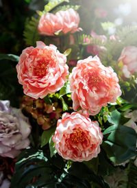 Close-up of pink roses