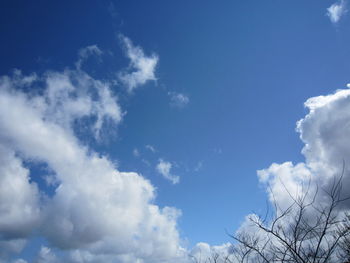 Low angle view of trees against blue sky