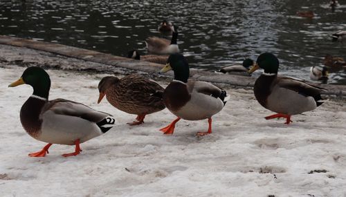 Ducks in a lake