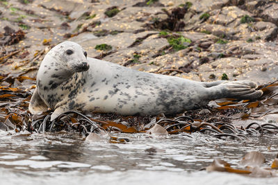 View of seal on beach