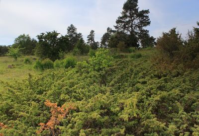 Scenic view of forest against sky