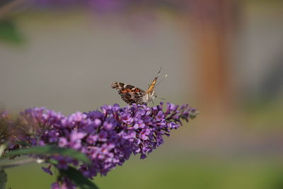 Close-up of butterfly pollinating on purple flower