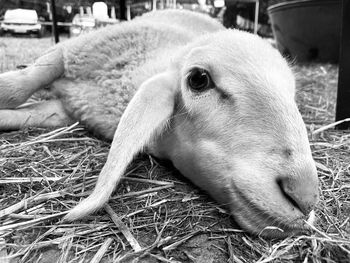 Close-up of a rabbit