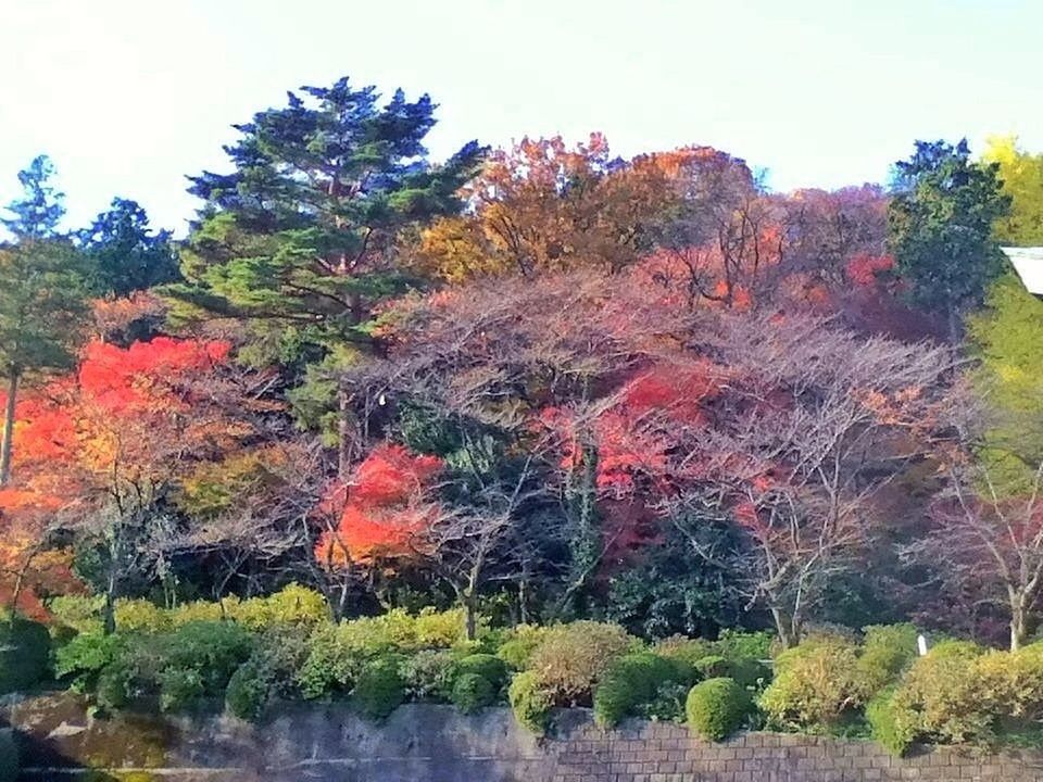 tree, tranquility, growth, tranquil scene, beauty in nature, nature, scenics, rock - object, autumn, clear sky, rock formation, sky, change, plant, non-urban scene, landscape, idyllic, day, outdoors, growing