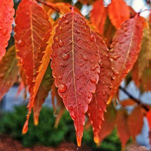 Close-up of red maple leaves during autumn